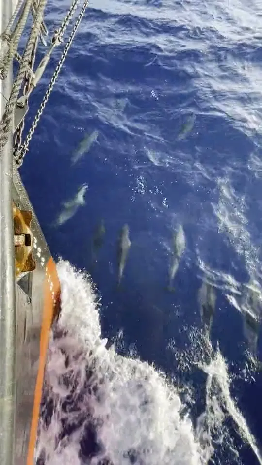 Dolphins riding the bow wave alongside Ide Min's hull in deep blue water, white foam breaking away from the bow