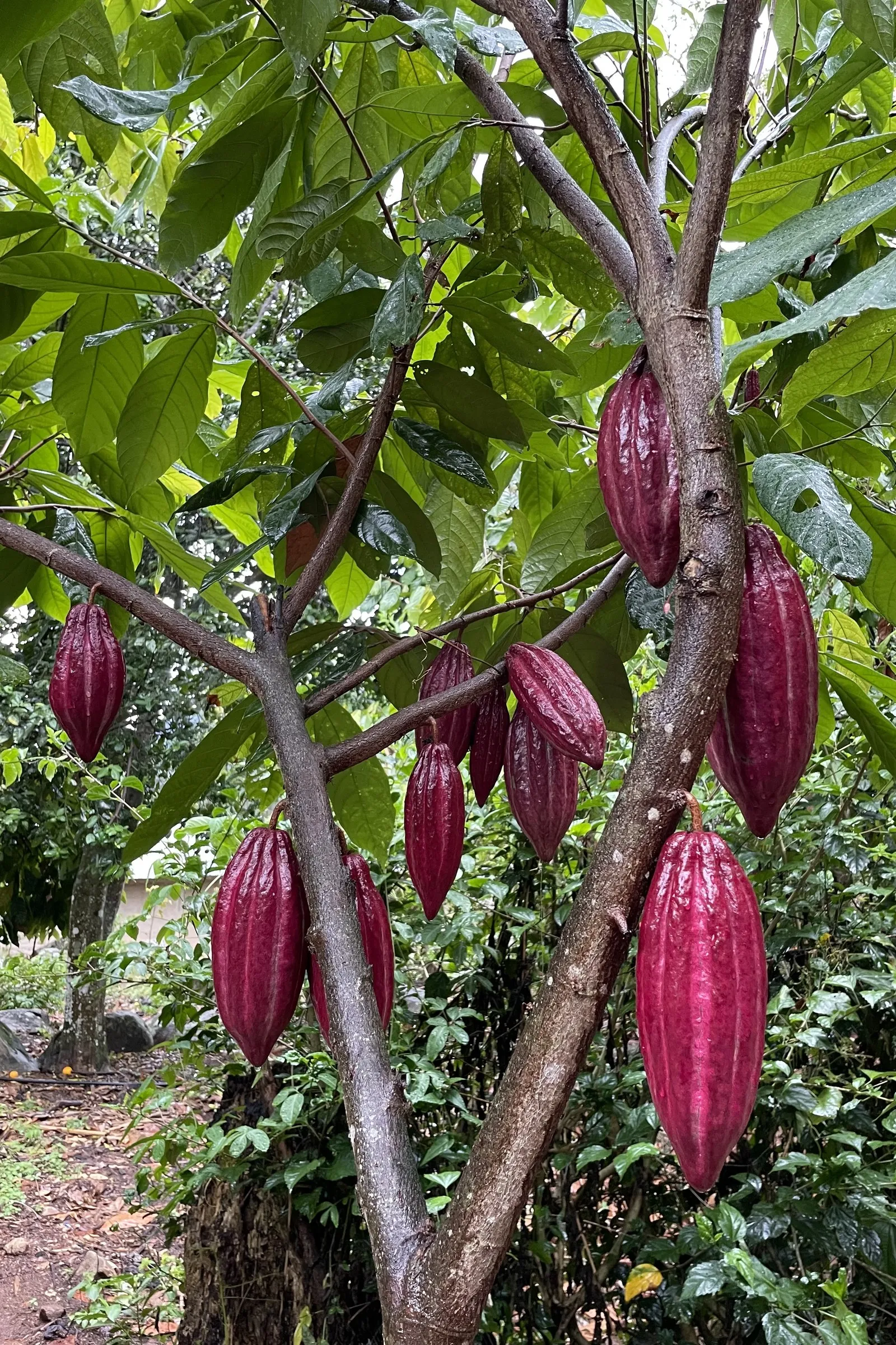Ripe cacao pods hanging from the trunk of a tree on the plantation, deep pink against the green